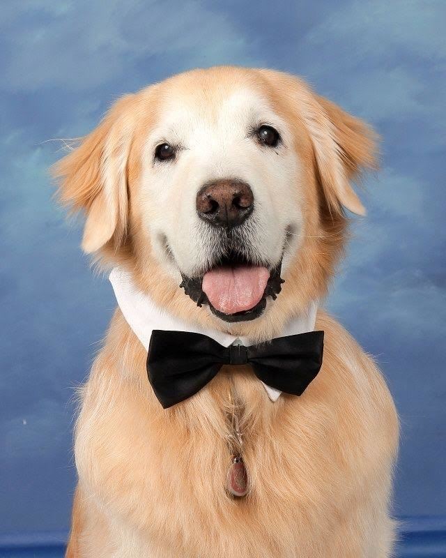 Sherlock Bones